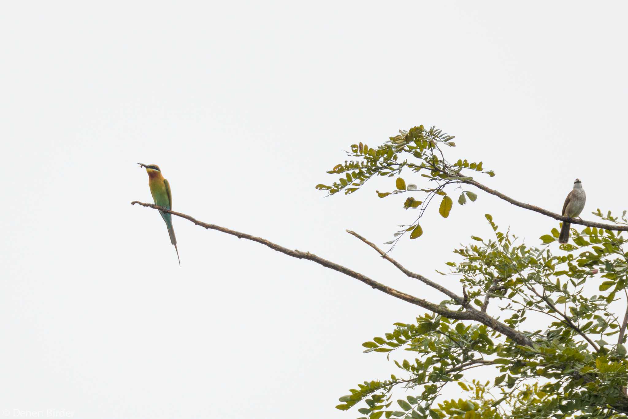 Flying get by 田園Birder