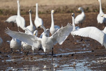 Tundra Swan 東庄町 Sat, 1/27/2024