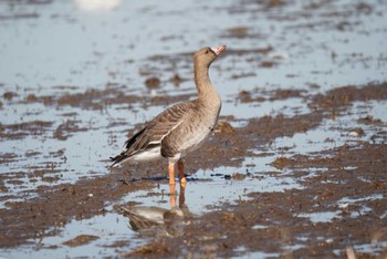 Greater White-fronted Goose 東庄町 Sat, 1/27/2024