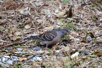 Oriental Turtle Dove 加木屋緑地 Mon, 3/19/2018