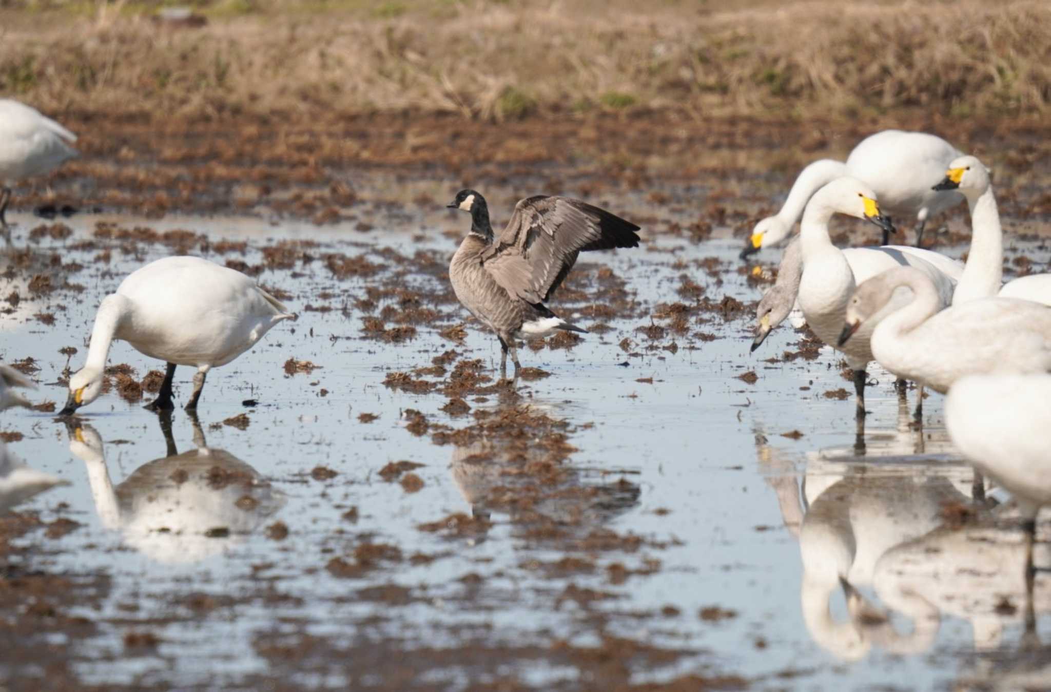 Photo of Cackling Goose at 夏目の堰 (八丁堰) by Kたろー