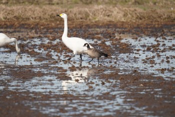 Cackling Goose 夏目の堰 (八丁堰) Sat, 1/27/2024