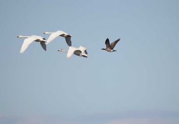 Cackling Goose 夏目の堰 (八丁堰) Sat, 1/27/2024