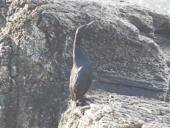 Pelagic Cormorant 羽豆岬 Sat, 1/27/2024