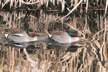 Green-winged Teal 千葉県松戸市国分川 Sun, 1/28/2024