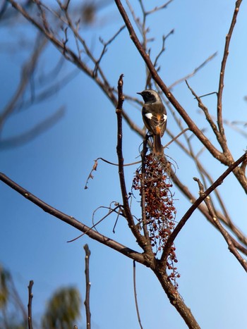 Daurian Redstart 生駒市小平尾町 Sun, 1/28/2024