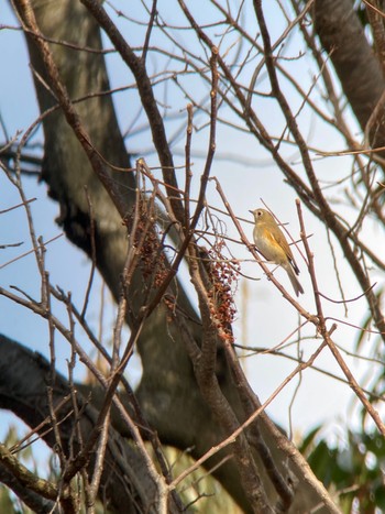 Red-flanked Bluetail 生駒市小平尾町 Sun, 1/28/2024