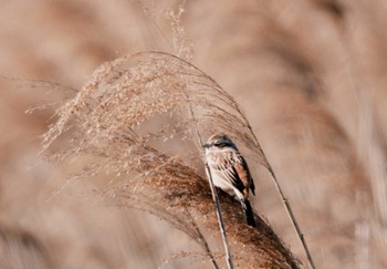 Rustic Bunting 涸沼 Sat, 1/27/2024