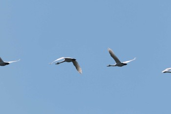 Tundra Swan 涸沼 Sat, 1/27/2024