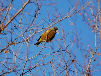 Grey-capped Greenfinch 東京都 Thu, 1/25/2024