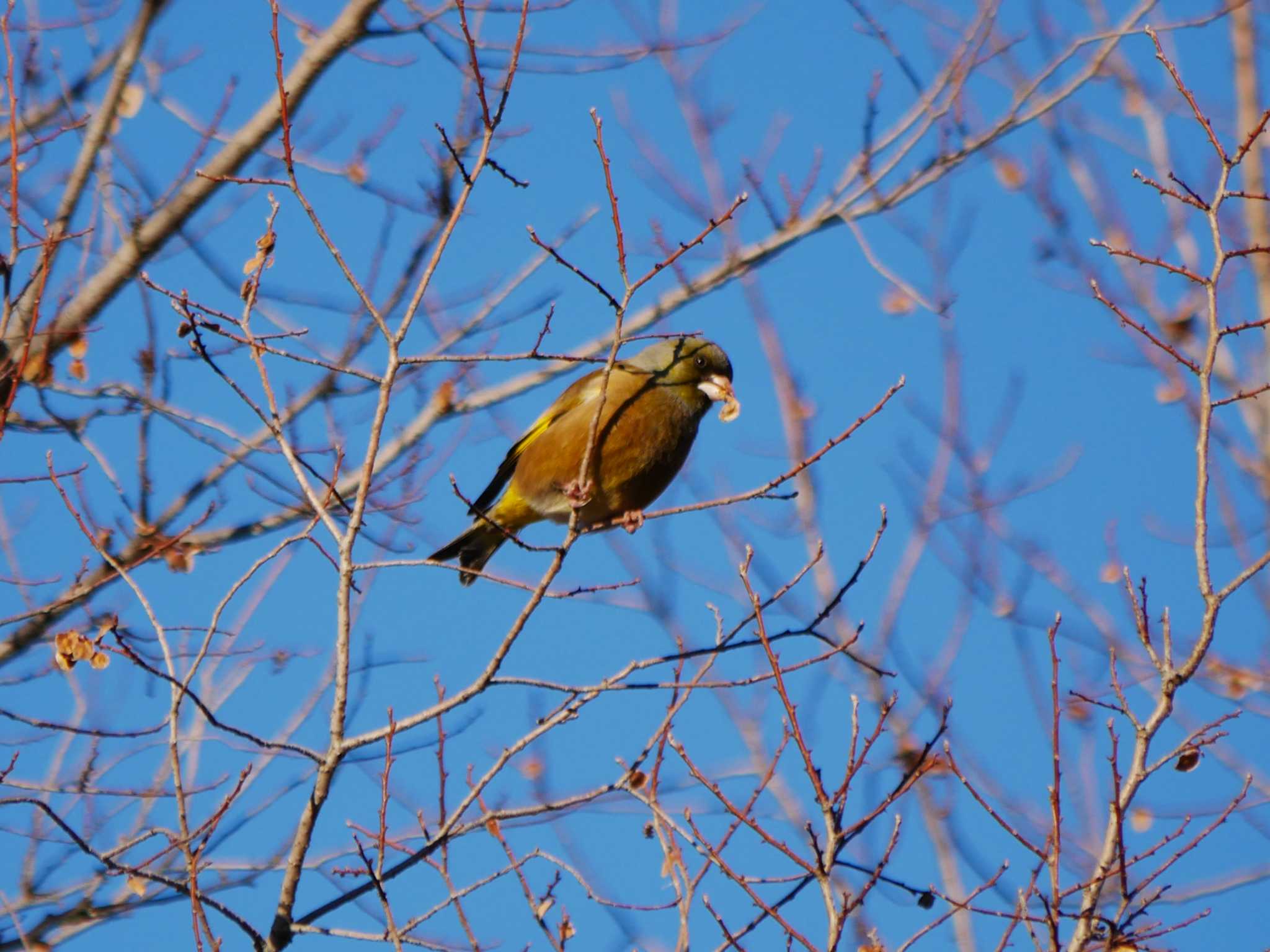 Photo of Grey-capped Greenfinch at 東京都 by アカウント8018