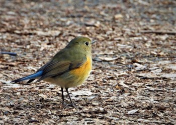 Red-flanked Bluetail Akigase Park Sun, 1/28/2024