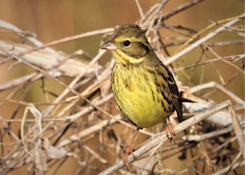 Masked Bunting Akigase Park Sun, 1/28/2024