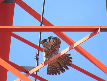 Peregrine Falcon 名古屋市 Fri, 11/25/2016