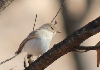 Red-breasted Flycatcher まつぶし緑の丘公園 Sun, 1/28/2024