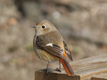 Daurian Redstart まつぶし緑の丘公園 Sun, 1/28/2024