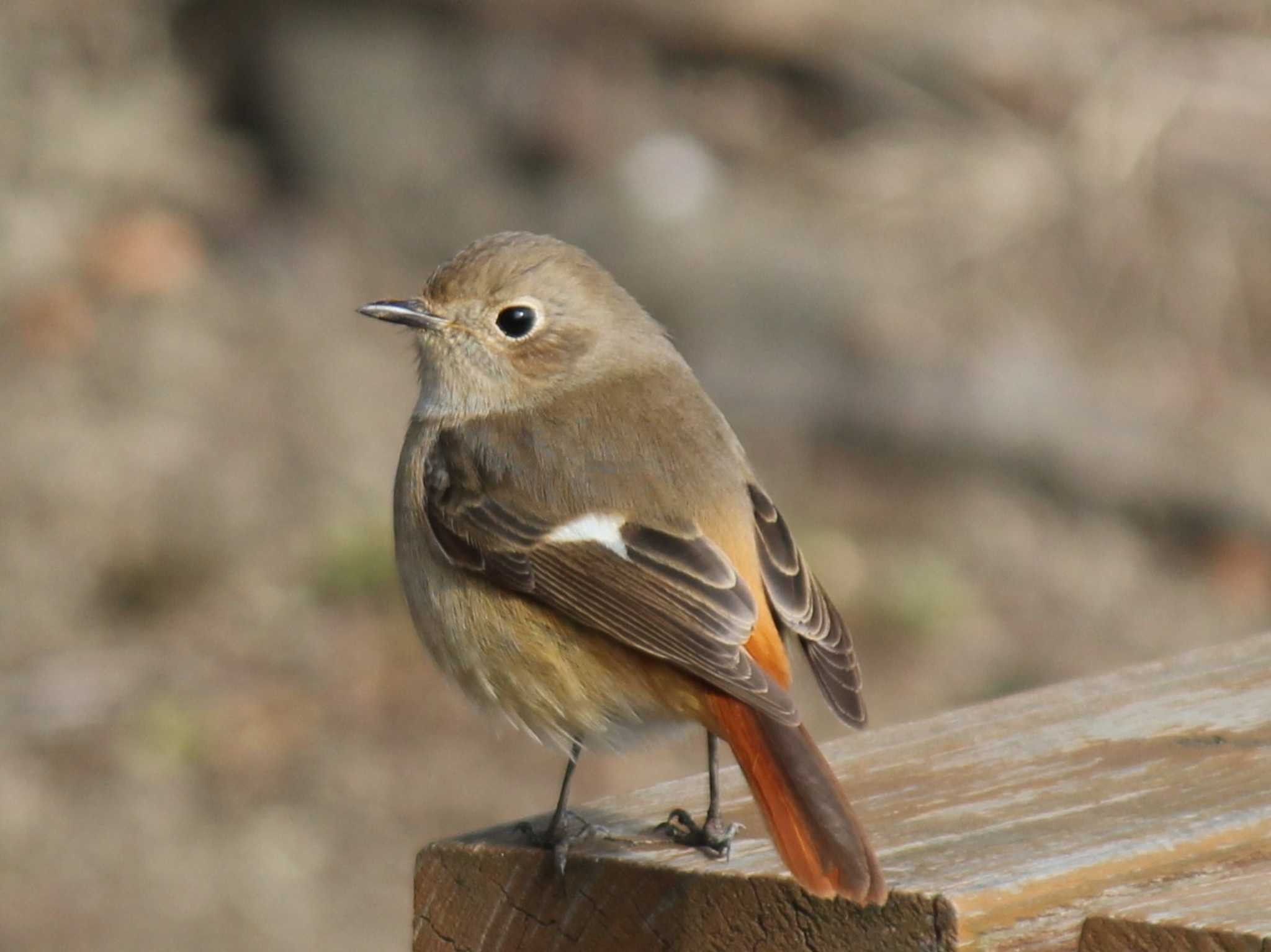 Photo of Daurian Redstart at まつぶし緑の丘公園 by もねこま