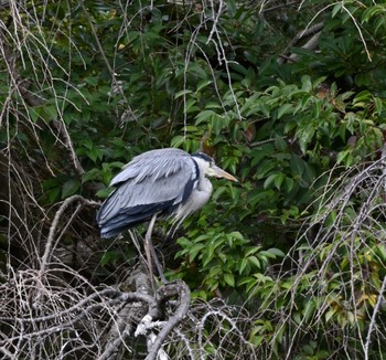 Grey Heron 伊東 Fri, 1/26/2024