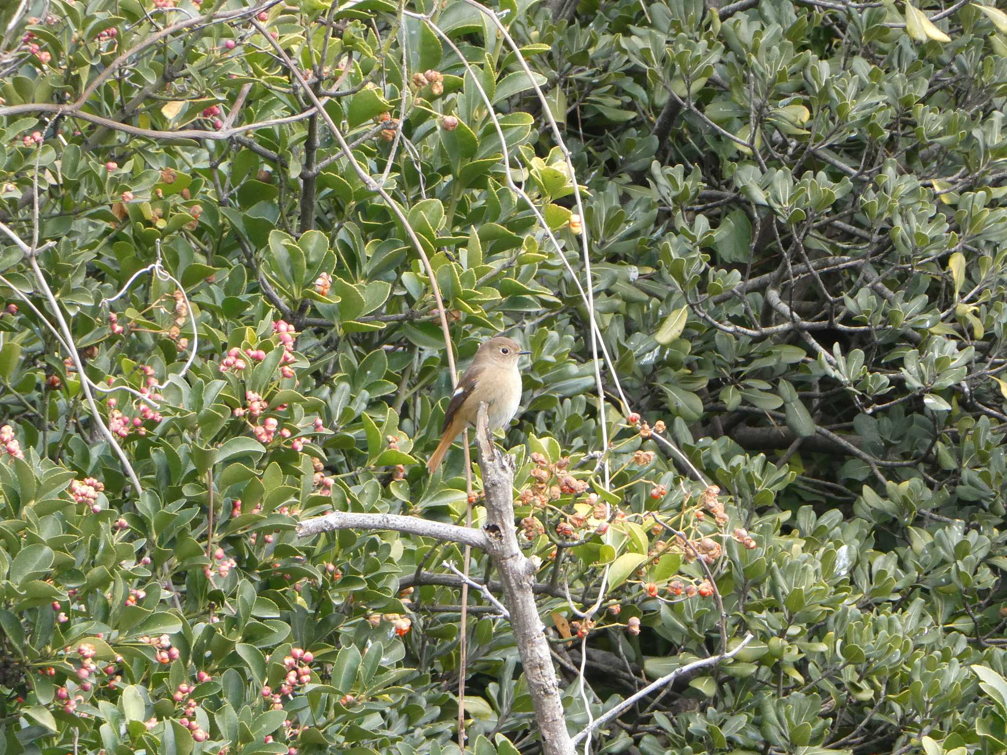 東京港野鳥公園 ジョウビタキの写真 by ネジ