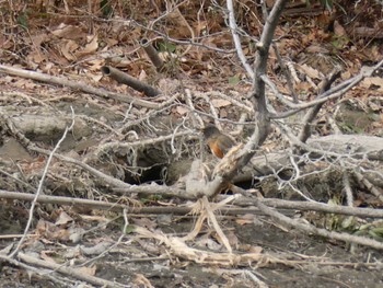 アカハラ 東京港野鳥公園 2024年1月28日(日)