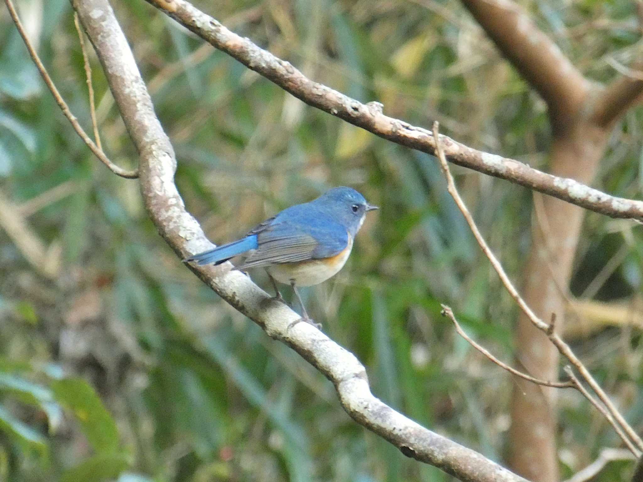 Photo of Red-flanked Bluetail at 大阪府民の森むろいけ園地 by Toshihiro Yamaguchi