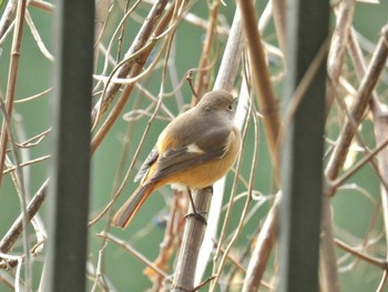 Sun, 1/28/2024 Birding report at 大阪府民の森むろいけ園地