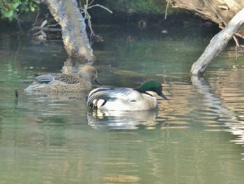 Falcated Duck 大阪府民の森むろいけ園地 Sun, 1/28/2024