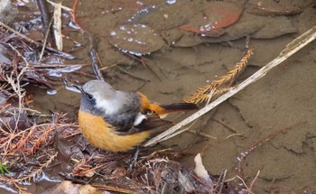 Daurian Redstart Akigase Park Sun, 1/28/2024