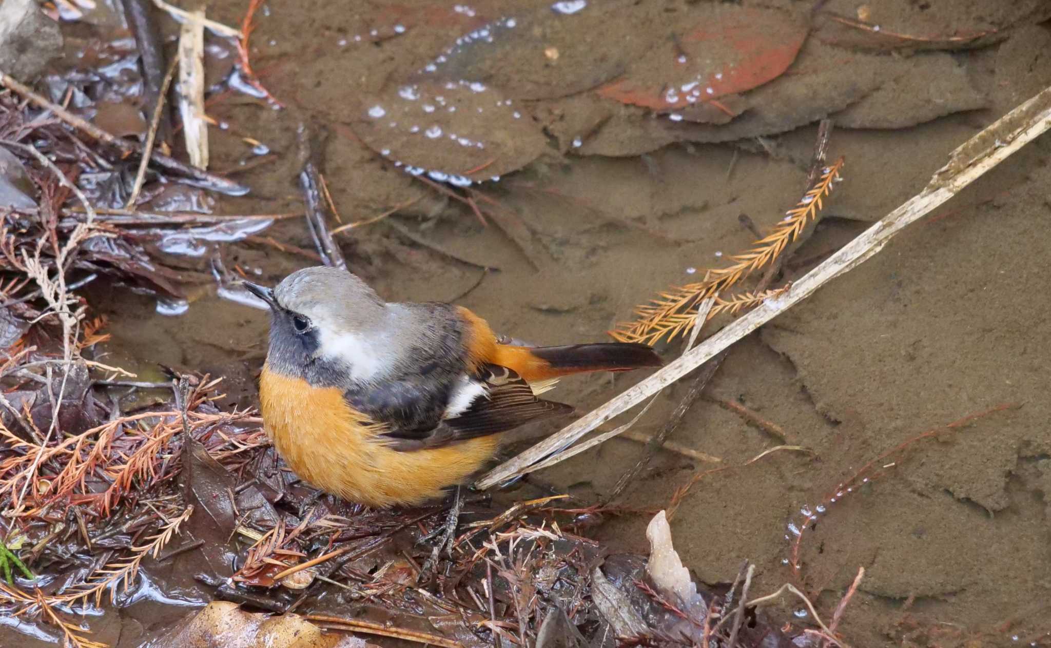 Photo of Daurian Redstart at Akigase Park by イエティ