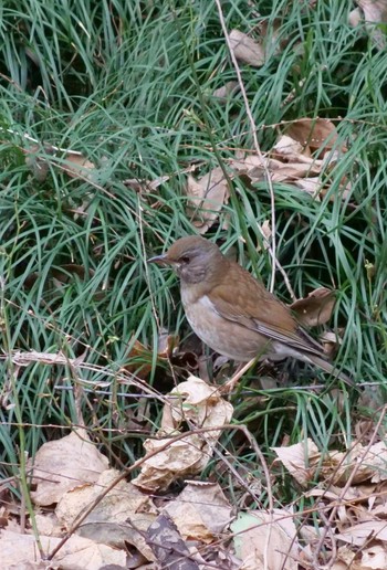 シロハラ 秋ヶ瀬公園(野鳥の森) 2024年1月28日(日)