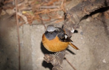 Daurian Redstart Akigase Park Sun, 1/28/2024