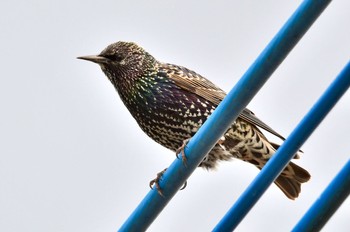 Common Starling 福岡県福岡市 Sat, 1/27/2024