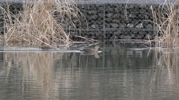 カルガモ 鶴見川 多目的遊水池 2024年1月28日(日)