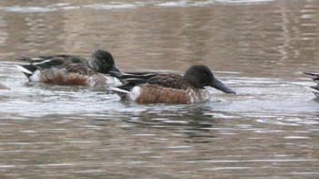 2024年1月28日(日) 鶴見川 多目的遊水池の野鳥観察記録