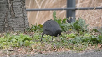 Eurasian Coot 鶴見川 多目的遊水池 Sun, 1/28/2024