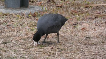 Eurasian Coot 鶴見川 多目的遊水池 Sun, 1/28/2024