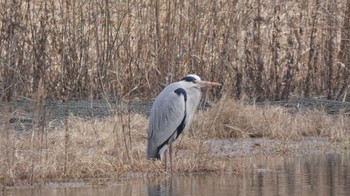 Grey Heron 鶴見川 多目的遊水池 Sun, 1/28/2024