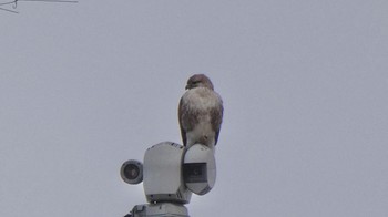 Eastern Buzzard 鶴見川 多目的遊水池 Sun, 1/28/2024