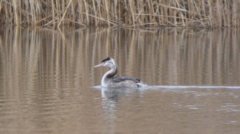 Great Crested Grebe 鶴見川 多目的遊水池 Sun, 1/28/2024