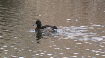 Tufted Duck 鶴見川 多目的遊水池 Sun, 1/28/2024