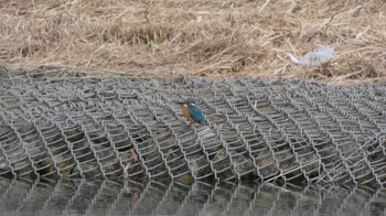 Common Kingfisher 鶴見川 多目的遊水池 Sun, 1/28/2024