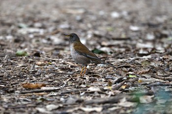 Pale Thrush 加木屋緑地 Mon, 3/19/2018