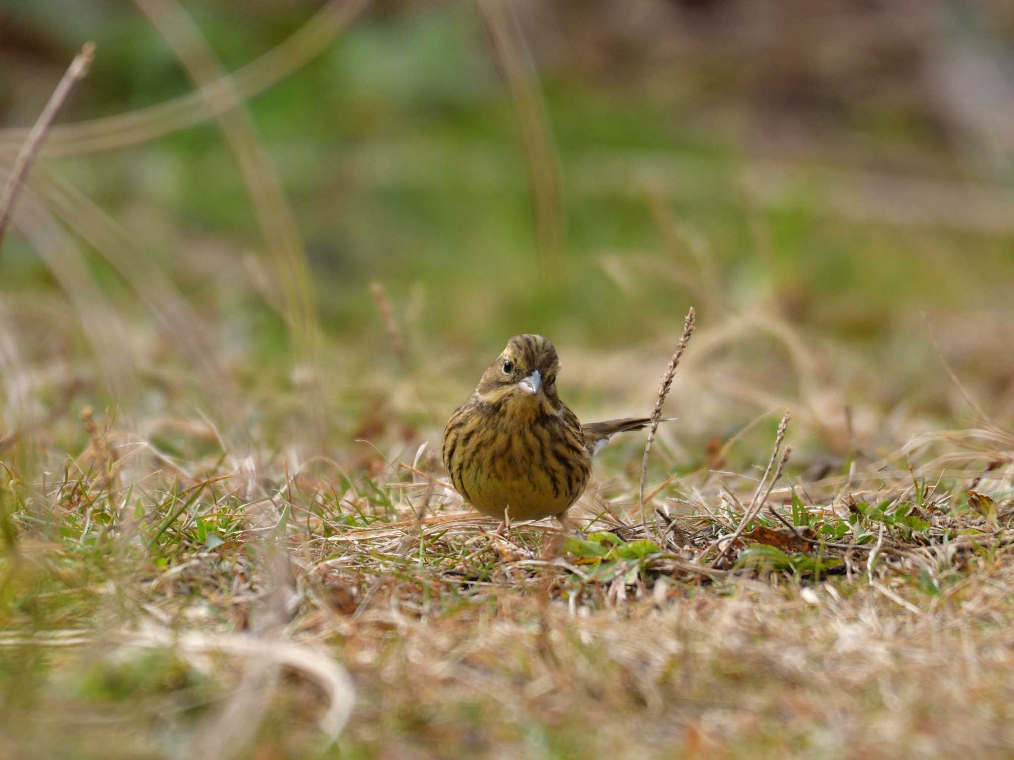 Photo of Masked Bunting at Tokyo Port Wild Bird Park by 80%以上は覚えてないかも