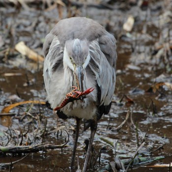 Grey Heron 大町自然観察園 Sun, 1/28/2024