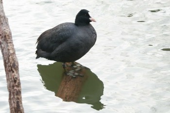 オオバン 三ツ池公園(横浜市鶴見区) 2024年1月24日(水)