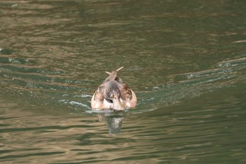 ハシビロガモ 三ツ池公園(横浜市鶴見区) 2024年1月24日(水)