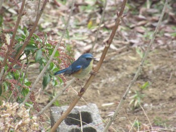 Sun, 1/28/2024 Birding report at 神奈川県横浜市