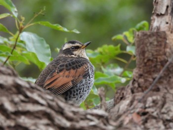 2024年1月28日(日) 等々力緑地の野鳥観察記録