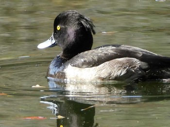 Sun, 11/11/2018 Birding report at Machida Yakushiike Park