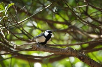 Japanese Tit 愛鷹広域公園 Sat, 1/27/2024